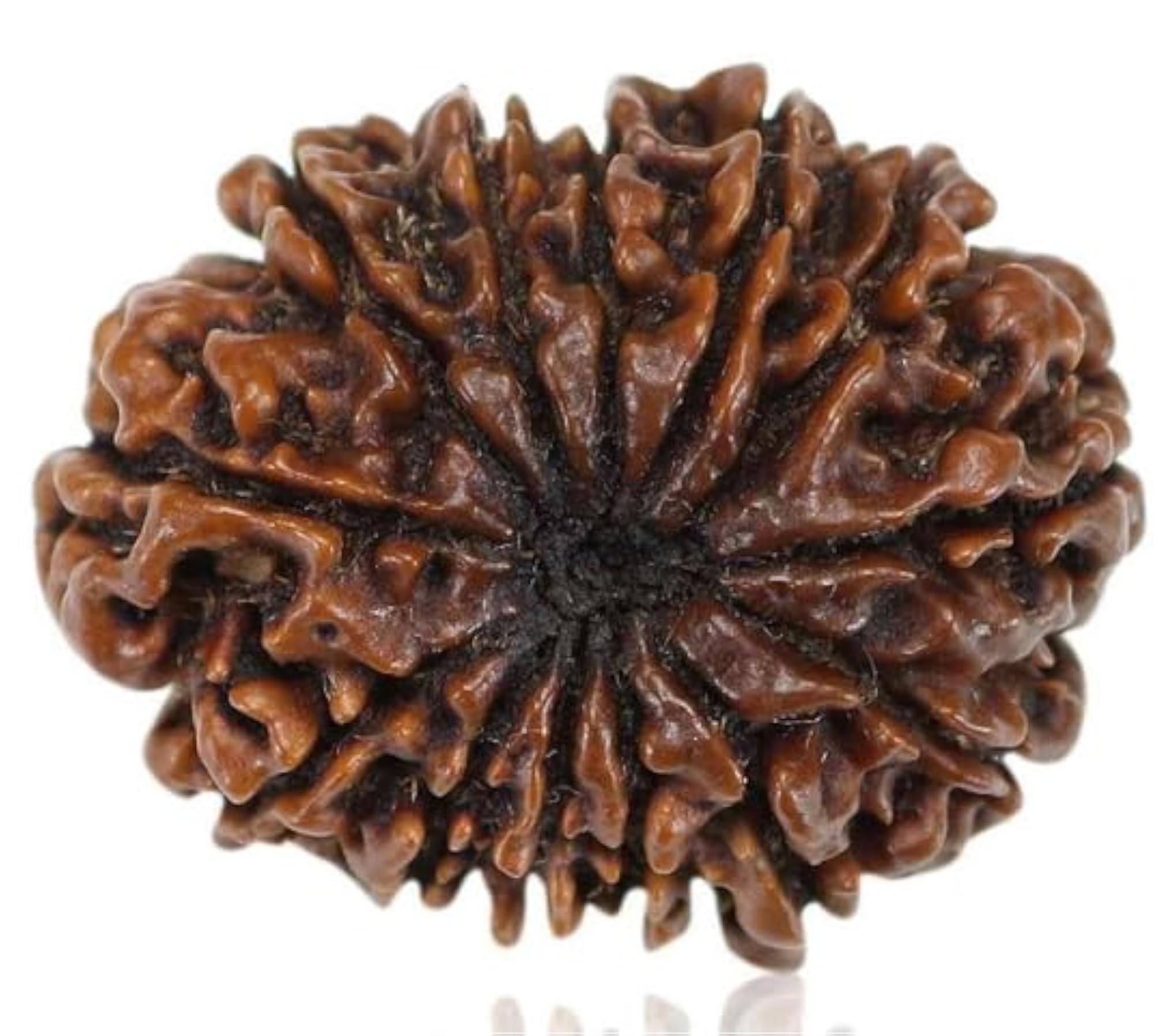 Thirteen Face Rudraksha Nepali Beads, IGL Certified Pendant